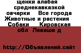 щенки алабая ( среднекавказкой овчарки) - Все города Животные и растения » Собаки   . Кировская обл.,Леваши д.